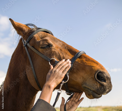 the muzzle of a brown horse in harness against a blue sky