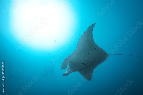Reef Manta Ray (Mobula Alfredi), Maldives, Indian Ocean
