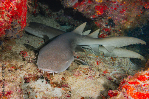 Nurse Shark (Ginglymostoma Cirratum), Maldives, Indian Ocean

