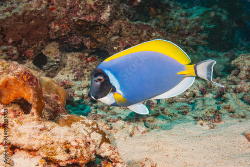 Powder Blue Tang / Surgeonfish (Acanthurus Leucosternon), Maldives, Indian Ocean
