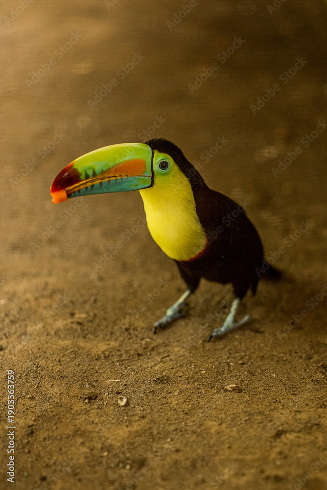 Fototapeta premium Farbenprächtiger Fischertukan (Ramphastos sulfuratus) auf dem Waldboden