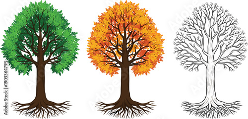 Vector illustration set of three trees showing seasonal changes from green summer leaves to orange autumn foliage and winter branches