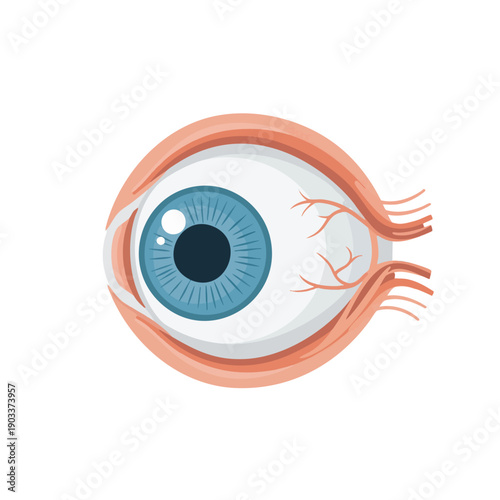 Illustration of a Human Eye with Blue Iris