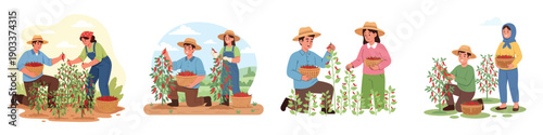 Flat vector illustration set of farmers harvesting red chili peppers. Male and female characters picking chilies and carrying baskets. Clean cartoon style, soft pastel colors, simple shapes