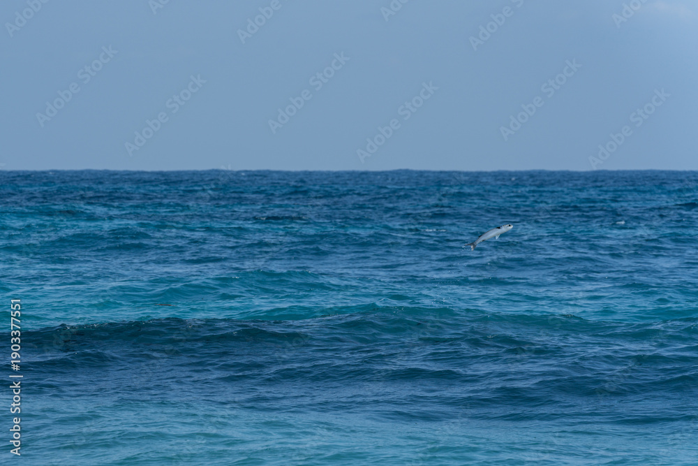 Obraz premium 鰡 ぼら ボラ 汽水域 魚 釣り