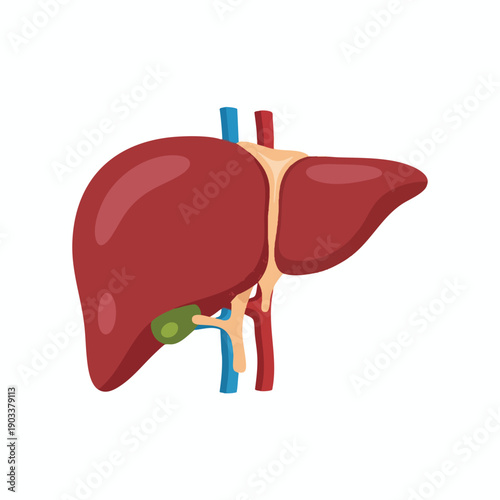 Human Liver Anatomy Illustration