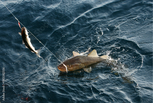 Cod fishing using longlines in Lofoten, Norway