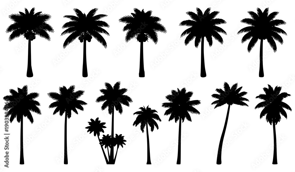 Naklejka premium Palm tree silhouette vector collection with fruit bearing coconut palms and tropical botanical tree shapes isolated on white background