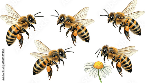 Realistic Honey Bee Vector Set with Daisy Flower Flying Bees Illustration