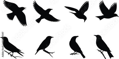 Bird silhouettes illustration with flying and perched poses, avian anatomy, black and white artwork, wildlife, nature, design, educational concept