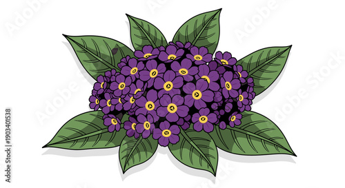 A single purple allium flower on a white background.