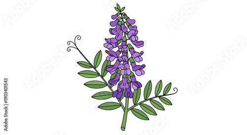 Illustration of a white flower spike with green leaves