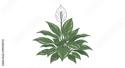 Illustration of a purple hyacinth flower with green leaves.