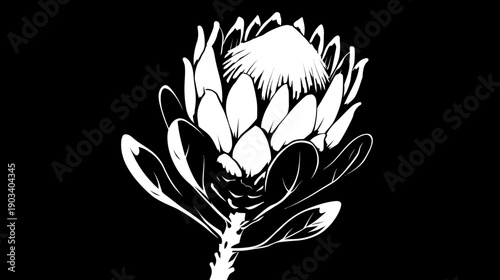 A stark, high-contrast illustration of a protea flower. White bloom contrasts with a black background