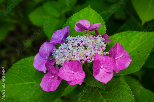 Wallpaper Mural 日本の風景・夏　岩手県一関市　雨のみちのくあじさい園 Torontodigital.ca