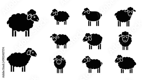 Group of black sheep standing together.