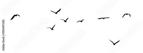 flock seagull birds flying isolated on clear background	