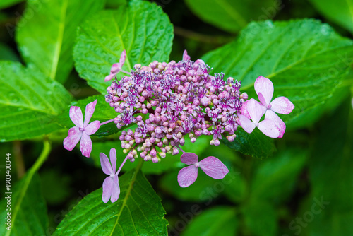 Wallpaper Mural 日本の風景・夏　岩手県一関市　雨のみちのくあじさい園 Torontodigital.ca
