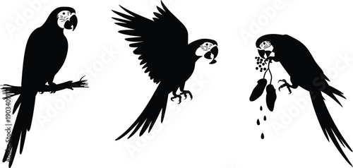 Parrot silhouette set illustration, tropical macaw birds flying perched eating poses isolated, exotic avian wildlife icons for nature design
