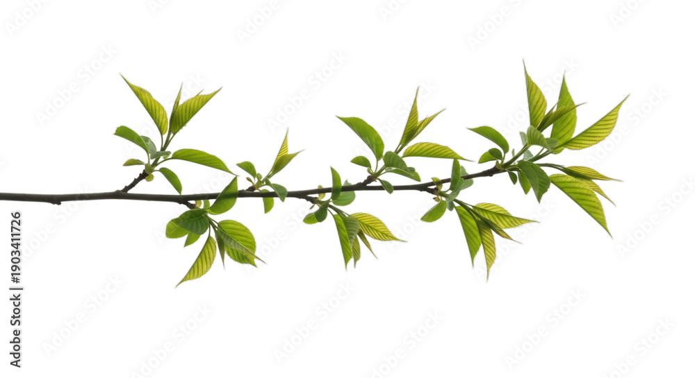 Obraz premium Fresh green leafy branch with small pointed leaves isolated on a transparent background