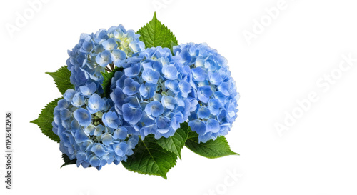 Vibrant blue hydrangea flowers with green leaves isolated on a transparent background