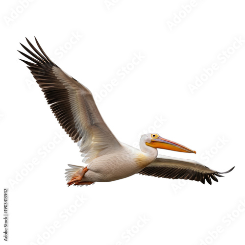 White pelican with orange beak and webbed feet in flight isolated on a transparent background