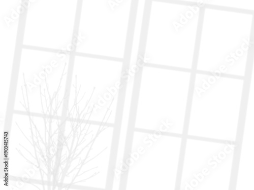 Shadow overlaying of bare branches of plant and  window on wall, summer abstract sunlight