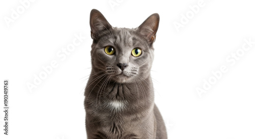 Gray cat with yellow eyes looking directly ahead isolated on a transparent background