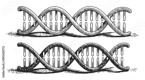 dna strand on white background