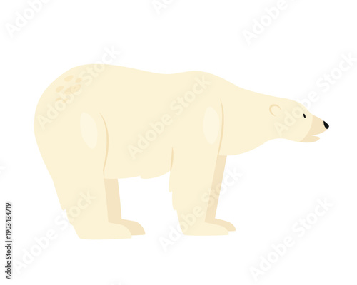 White polar bear. Arctic and antarctic animals, furry coat bear cartoon vector illustration