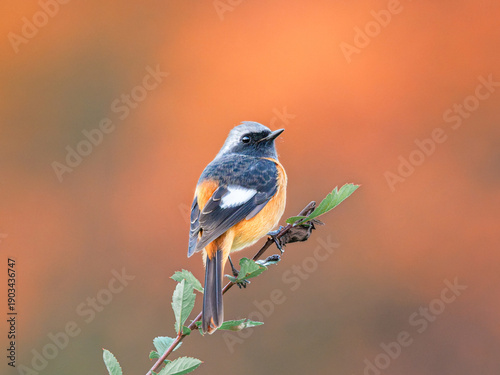 Daurian Redstart in Autumn Colors - Traveler's Journey - Wildlife Bird Photography