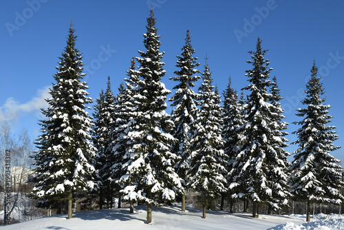 Photography Winter scenic landscape. Snow-covered spruces