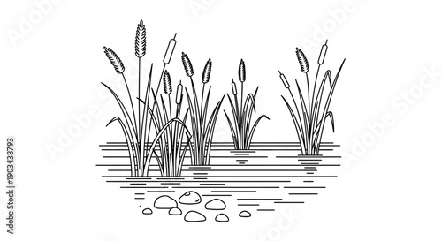 Black and white line art illustration of cattails growing in water with reflections and rocks, depicting a natural wetland environment.