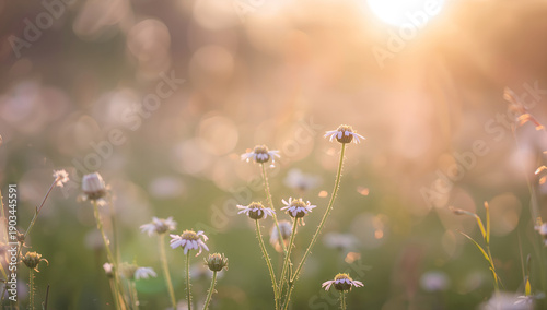 Sunlight streams in brightly. The focus is on the flowers blooming in the field.