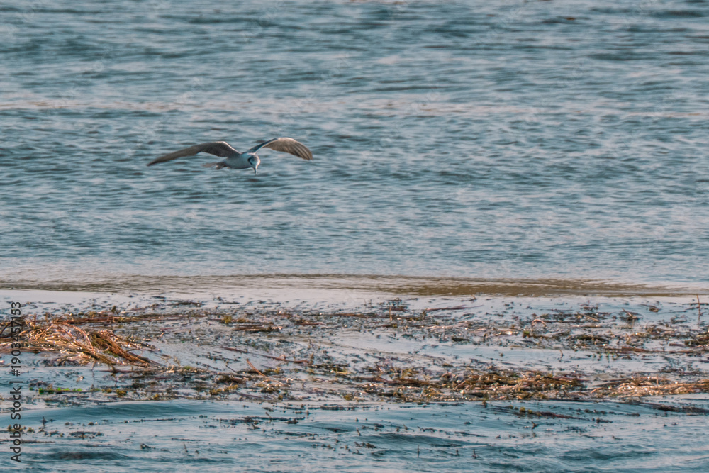Fototapeta premium Common Tern flying over the Nile river surface