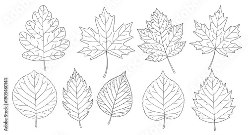 Outline drawings of various deciduous tree leaves are arranged in two rows on a white background for educational or creative purposes.