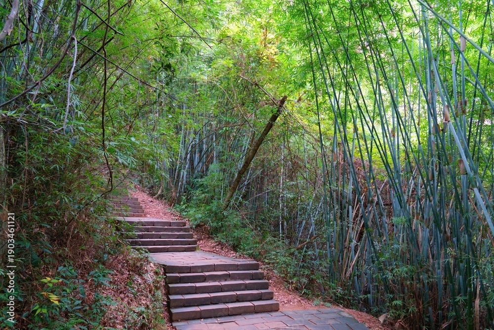 Fototapeta premium Bamboo forest trail in Danxia Mountains (Danxiashan) in Renhua County in Shaoguan (Guangdong Province), China. AAAAA rated tourist attraction.