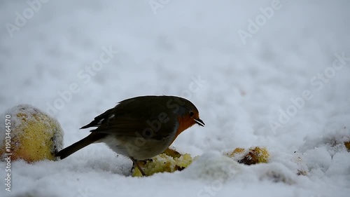 Rotkehlchen frisst am Apfel im Schnee