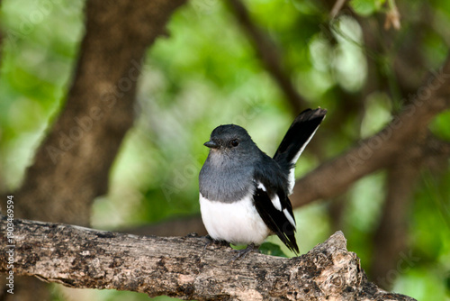 Canvas Print Magpie Robin in Keoladeo National Park/Bharatpur Bird Sanctuary in Rajasthan, India, a UNESCO World Heritage Site famed for 370+ bird species in wetlands