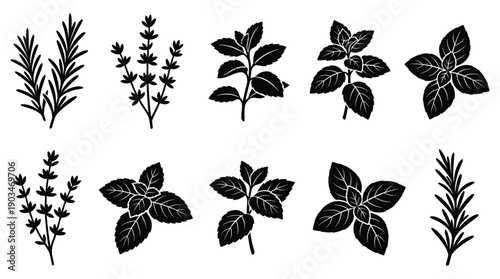 Black silhouette herbs rosemary thyme mint basil leaves