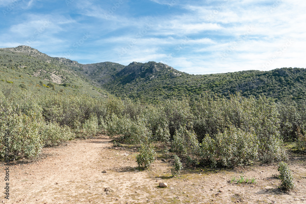 Φωτογραφία Mediterranean Rockrose Shrubland with Mountain Path and Wild Nature
