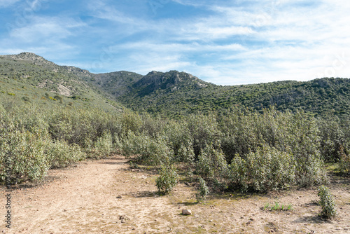 Canvas Print Mediterranean Rockrose Shrubland with Mountain Path and Wild Nature