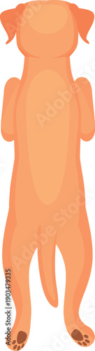 Labrador backside. Purebred dog pet cartoon illustration
