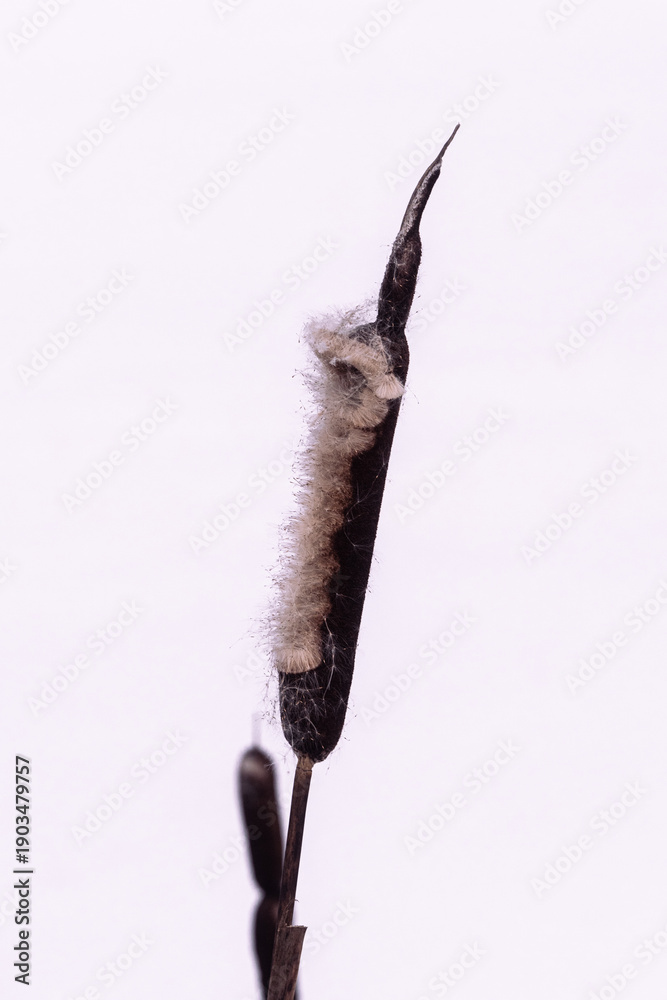 Fototapeta premium Dry cattail plant isolated on white background, minimal botanical detail with soft texture and ample copy space