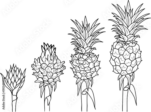 Coloring page with stages of pineapple development from inflorescence to ripe fruit