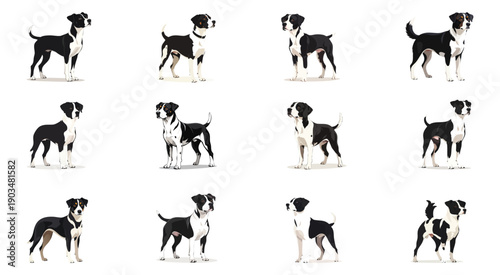 Black and white dogs