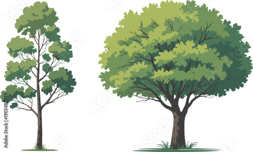 Two green tree illustrations comparison, slender young tree and lush mature tree, botanical nature design isolated on white background