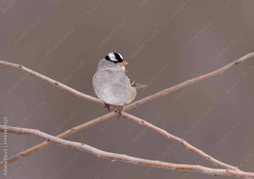 Fototapeta premium White-crowned sparrow on stem in open field