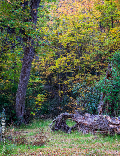 bosque fueguino