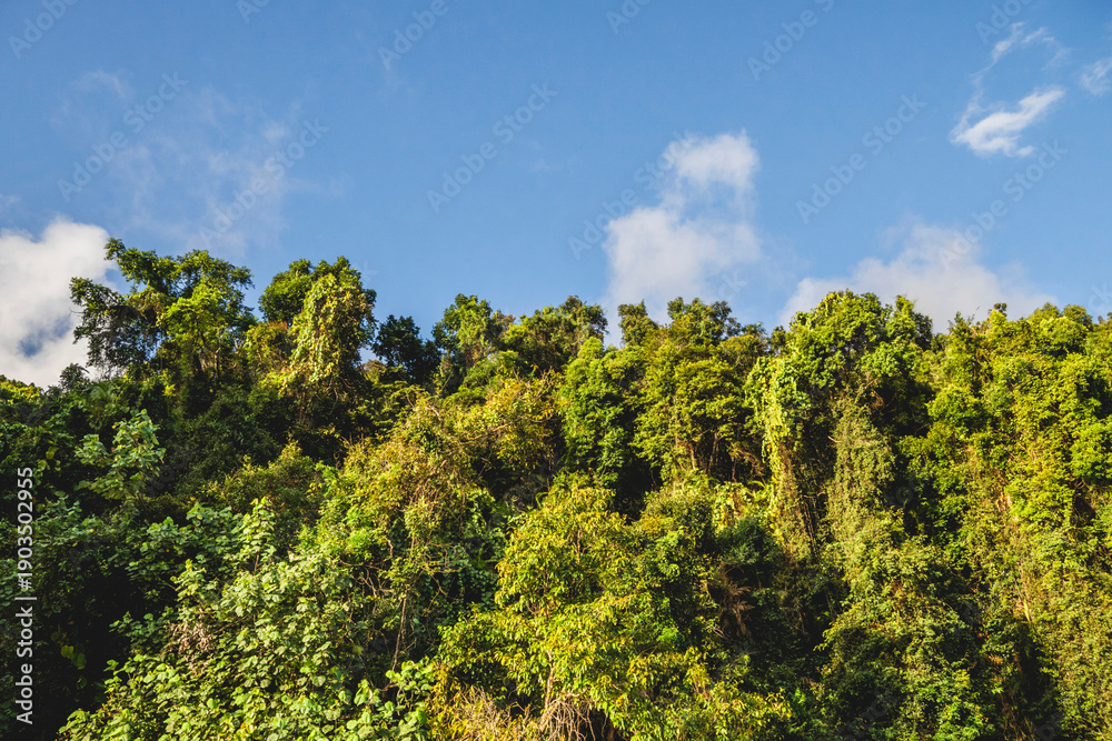 Fototapeta premium Daintree river, Daintree, Queensland, Australia